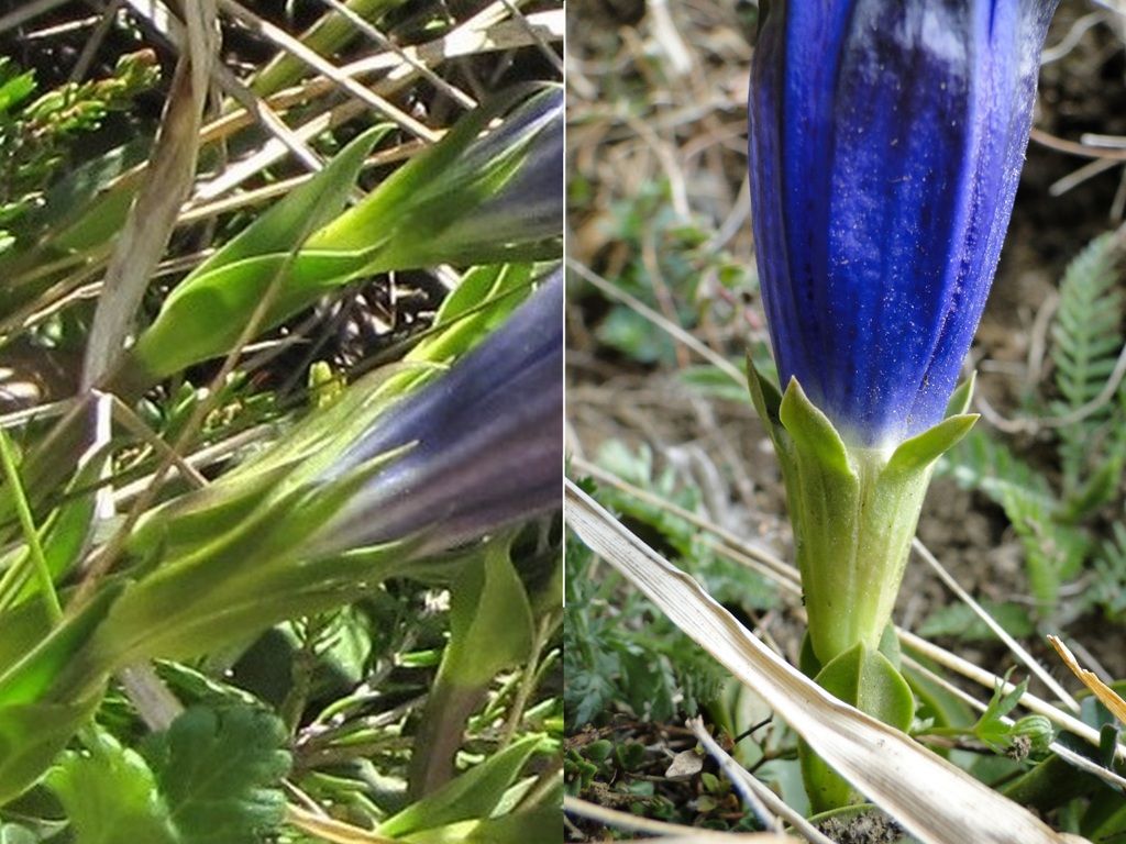 Gentiana clusii, no: Gentiana dinarica